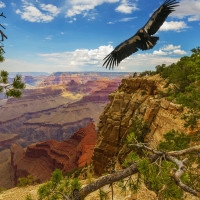 Condor at Grand Canyon National Park, Arizona