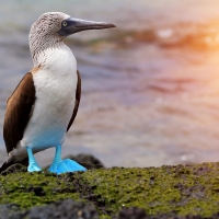 Blue Footed Boobie