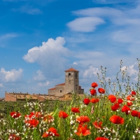 Campos de Castilla, Palencia, Spain