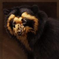 Spectacled bear