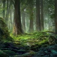 Forest