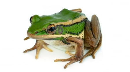 Frog - animal, white, green, amphibian, broasca, frog