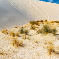 Grass Rising from Sand