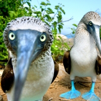 Blue Footed Boobies