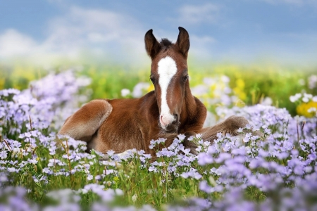 Foal - summer, blue, flower, horse, cal, baby, animal, nature, green, foal, manz, vara