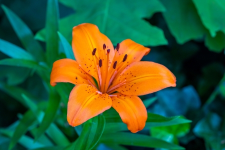 Lily - flower, lily, macro, nature
