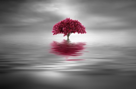 Tree - pink, reflection, tree, water