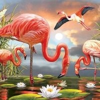 Flamingos