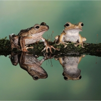 Frog Reflections