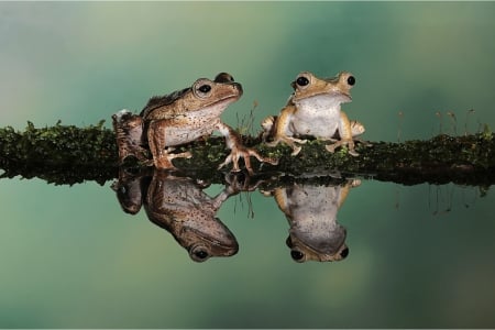 Frog Reflections - frogs, reflection, water, animals