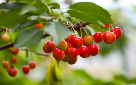 Cherries - branch, berries, red, cherries, macro