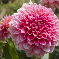 Dahlia