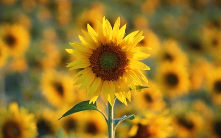 Sunflower - field, sunflower, flower, yellow