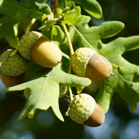 Acorns