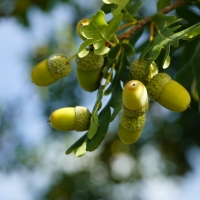 Acorns