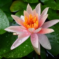 Waterlily