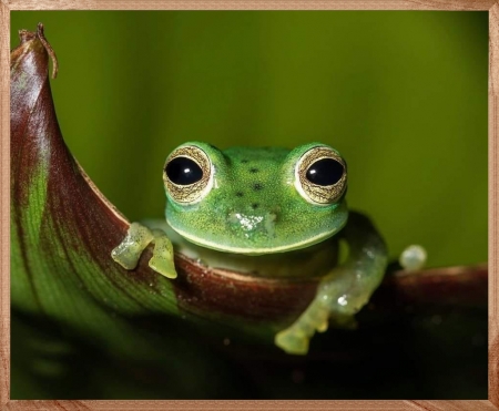 CUTE FROG