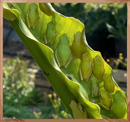 MANY FROGS - frogs, image, many, nature