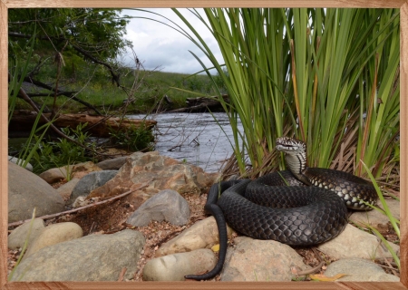 RED BELLIED BLACK SNAKE - IMAGE, NATURE, BLACK, SNOKE