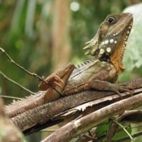 Boyd's Forest Dragon