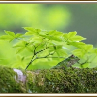 FROG ON A LOG