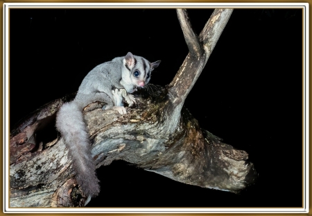 SUGAR GLIDER
