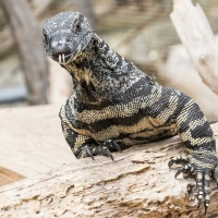 Lace Monitor