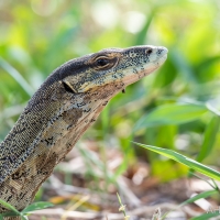 Lace Monitor