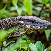 Lace Monitor