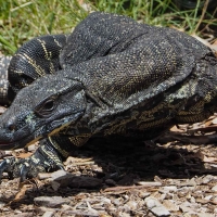 Lace Monitor