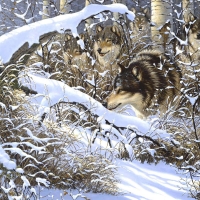 Wolf