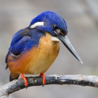 Orange Breasted Kingfisher