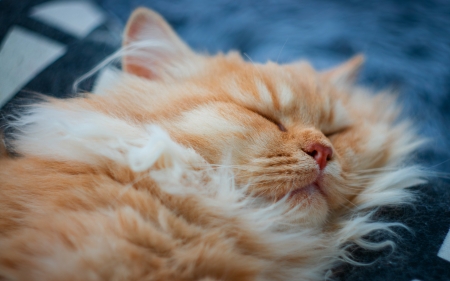 Sleeping cat - orange, sleep, ginger, pisici, face, cat