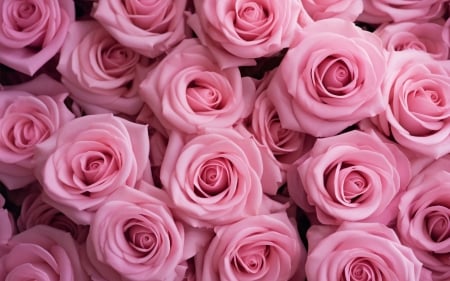 Pink roses - neuroset, busy, trandafir, rose, pattern, texture, flower, pink