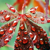 Red leaf