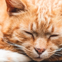 Sleeping Kitty