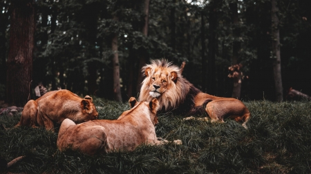 King With His Pride - big cats, cute, lions, animals