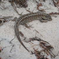 Sand Swimmer