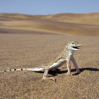 Sand Swimmer