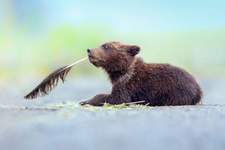 What Shall I Write Next? - animal, feather, urs, bear, cub, cute, torie hilley, funny, nature