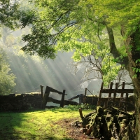 First Light of the Day in the Country