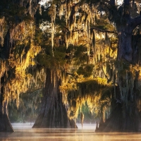 Misty Trio at Atchafalaya Basin, Louisiana