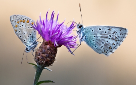 Butterflies - nature, purple, blue, fluture, butterfly, insect, couple, flower