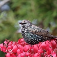 Starling