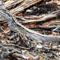 Lake Eyre Dragon