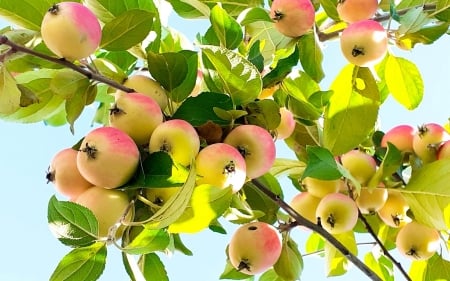 Apples - Latvia, apples, branches, fruits