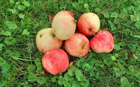 Apples - Latvia, apples, grass, fruits