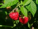 Raspberries