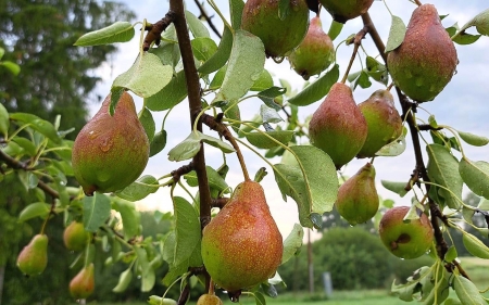 Pears in Rain