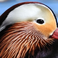 Mandarin Duck